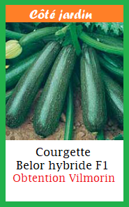 Courgette BELOR HF1
