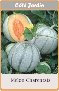 Melon CHARENTAIS