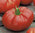 Tomate Supersteak