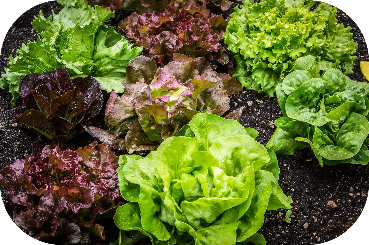 cote_jardin-jardinerie_en_ligne-laitue-salade